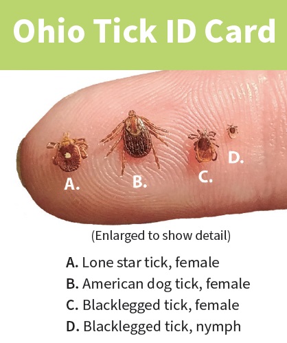 Ohio tick ID card showing common ticks including blacklegged deer tick and American dog tick